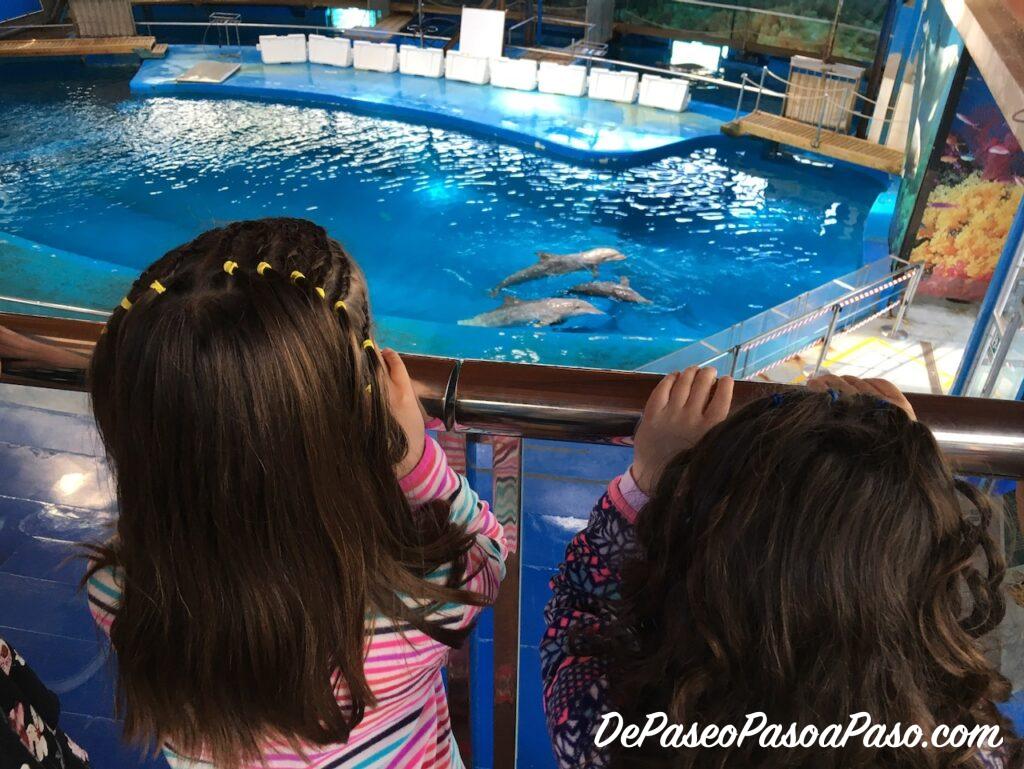 Niñas observando a los delfines en el Zoo