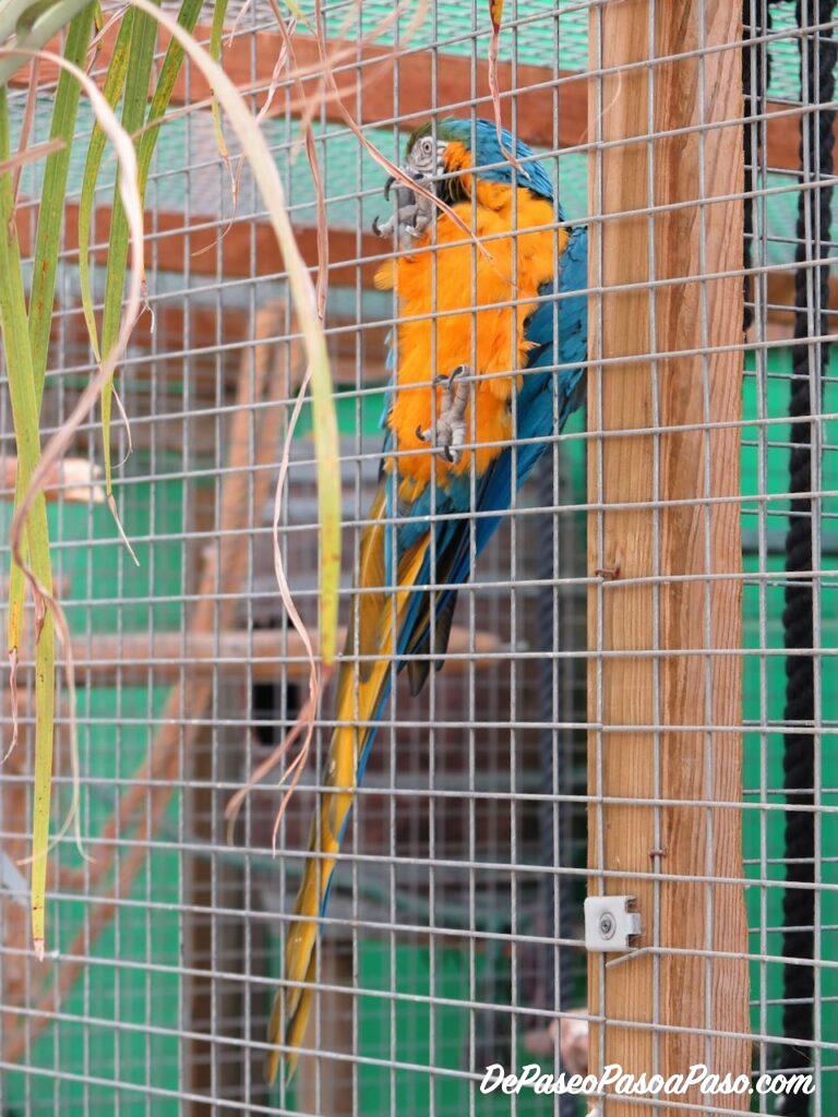 Aves La Mascota i el Jardí