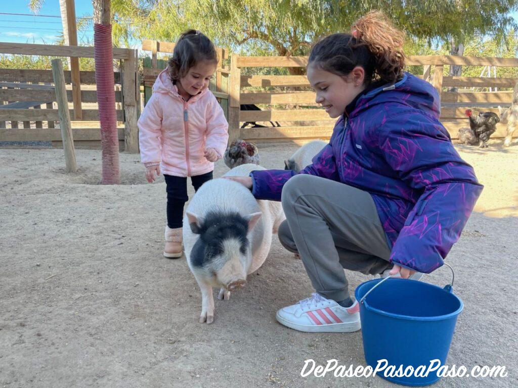 Cerdo La Mascota i el Jardí