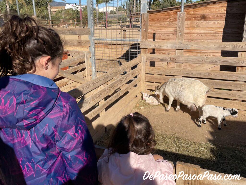 Cabras La Mascota i el Jardí