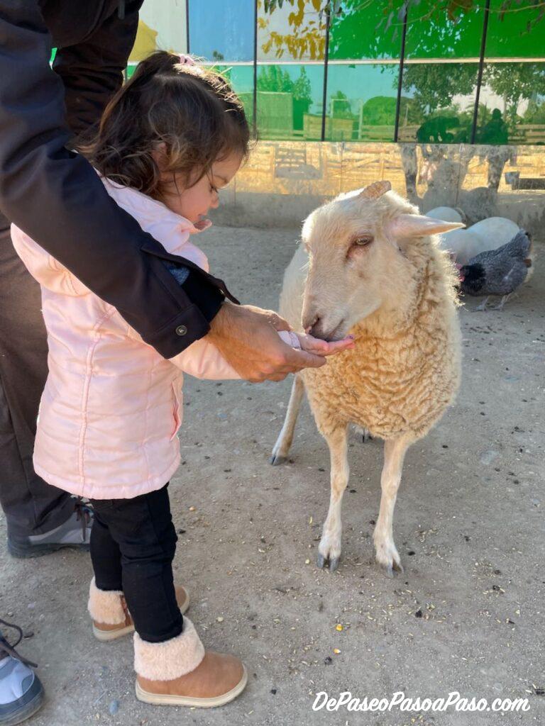 Oveja La Mascota i el Jardí