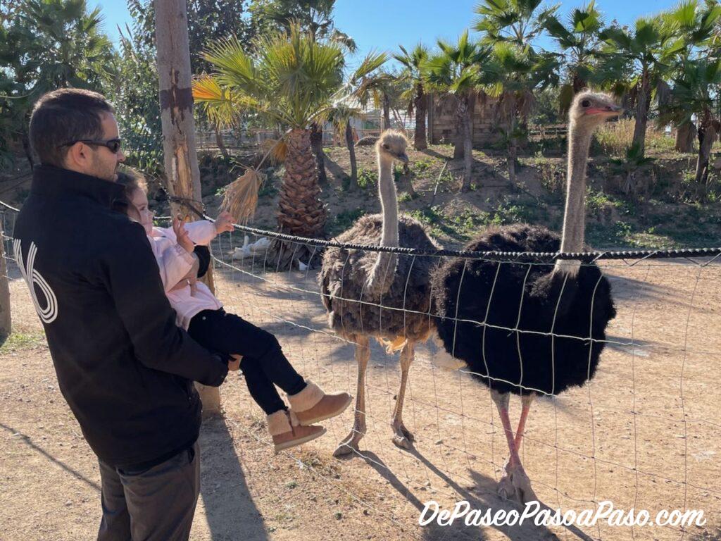 Aves en La Mascota i el Jardí