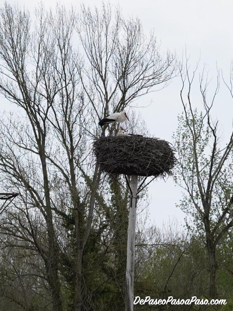 Nido de cigüeña en sendero hacia Estunes de Banyoles