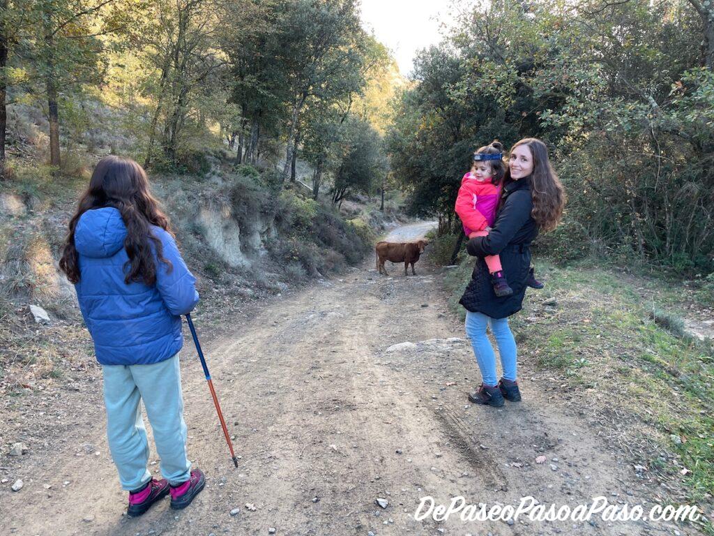 Camino con vaca