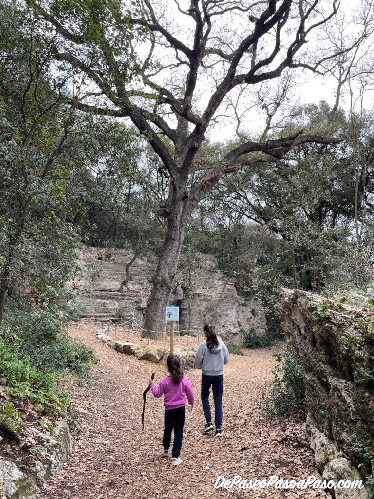 Arbol en Estunes de Banyoles